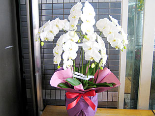 江坂駅前 花屋 鉢物（蘭・観葉植物・寄せ鉢）