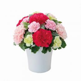 グラマラス(ピンク)