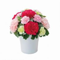 グラマラス(ピンク)