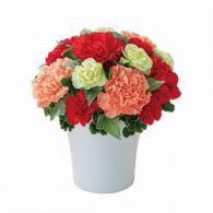 グラマラス(レッド)