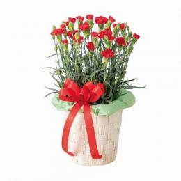 カーネーション鉢(赤)