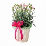 カーネーション鉢(ピンク)